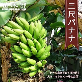 バナナのなるバナナの木 フリー写真画像: バナナの木、緑、バナナ